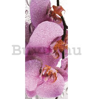 Fotótapéta: Orchidea (2) - 211x91 cm