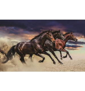 Fotótapéta: Vágtató lovak - 184x254 cm