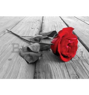 Vlies fotótapéta: Piros rózsa - 104x152,5 cm