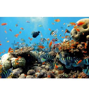 Vlies fotótapéta: Korallzátony - 184x254 cm