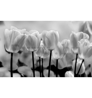 Vlies fotótapéta: Fehér és fekete tulipánok - 184x254 cm